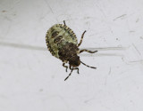 Rödbent bärfis Forest Bug Pentatoma rufipes