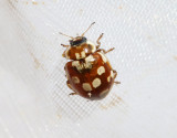 Artonfläckig nyckelpiga Myrrha octodecimguttata