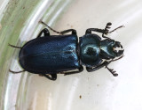 Lundblåoxe Platycerus caraboides