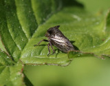 Hornstrit Centrotus cornutus