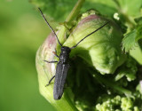 Hundkxbock <br> Phytoecia cylindrica