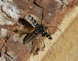 Smalbandad ekbarkbock Plagionotus arcuatus