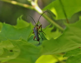 Lundbock Stenocorus meridianus
