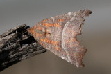 Flikfly Scoliopteryx libatrix