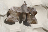 Poppelsvrmare <br> Laothoe populi