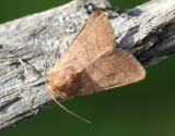 Streckfly Charanyca trigrammica