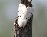 Prickig tigerspinnare Spilosoma lubricipedum