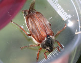 Ollonborre Melolontha melolontha