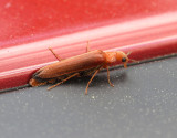 Bredhalsad varvsfluga Elateroides dermestoides