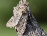 Sädesängsfly Apamea sordens