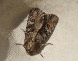 Flenängsfly Apamea unanimis