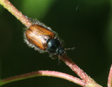Trädgårdsborre Phyllopertha horticola