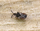 Aradus depressus