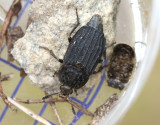 Thanatophilus sinuatus