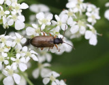 Orsodacne cerasi