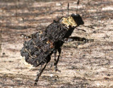 Stor plattnosbagge Platyrhinus resinosus