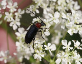 Rödhalsad kulhalsbock Dinoptera collaris