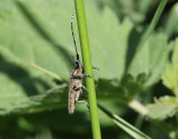 Tistelbock Agapanthia villosoviridescens