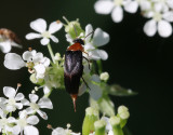 Rdbukad gaddbagge <br> Mordellochroa abdominalis