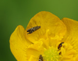 Gräshakmal Glyphipterix simpliciella