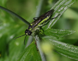 Tenthredo mesomela