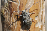 Molnfläcksbock Mesosa nebulosa