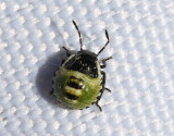 Grön bärfis Palomena prasina