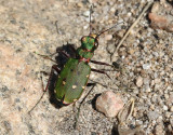 Grön sandjägare Cicindela campestris