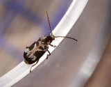 Ptinomorphus imperialis