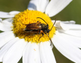 Sidenblombock Pseudovadonia livida