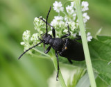 Bokblombock Stictoleptura scutellata