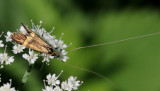 Lövskogsantennmal Nemophora degeerella