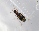 Fyrfläckig grenlöpare Dromius quadrimaculatus