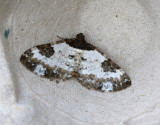 Klematisfältmätare Melanthia procellata