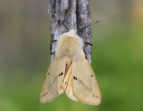 Gul tigerspinnare Spilosoma luteum