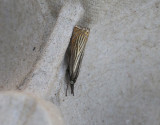 Trdgrdsgrsmott <br> Chrysoteuchia culmella