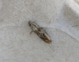 Tistelfrövecklare Eucosma cana
