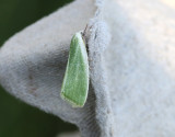 Grön pilspinnare Earias clorana