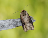 Träfärgat jordfly Axylia putris