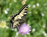 Makaonfjril <br> Papilio machaon