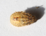 Hårig bärfis Sloe Bug Dolycoris baccarum