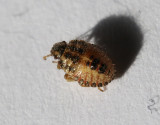 Hårig bärfis Sloe Bug Dolycoris baccarum