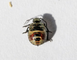 Purpurbärfis Carpocoris purpureipennis