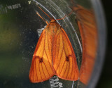 Rödfransad björnspinnareClouded Buff Diacrisia sannio