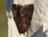 Mörkbrunt skuggfly Charanyca ferruginea