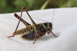 Större vårtbitare Decticus verrucivorus
