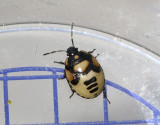 Svartvit taggbening Tritomegas bicolor