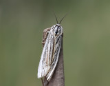 StreckhedspinnareFeathered FootmanSpiris striata
