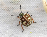 Purpurbrfis <br>Carpocoris purpureipennis