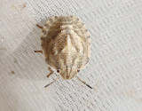 Torrgräsbärfis Eurygaster maura